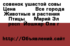 совенок ушастой совы › Цена ­ 5 000 - Все города Животные и растения » Птицы   . Марий Эл респ.,Йошкар-Ола г.